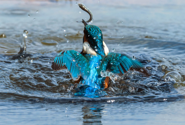 A kingfisher makes a splash as it captures a fish mid-hunt at Teddesley Park in Staffordshire, United Kingdom on April 05, 2025. (Photo by Stuart Brock/Anadolu via Getty Images)
