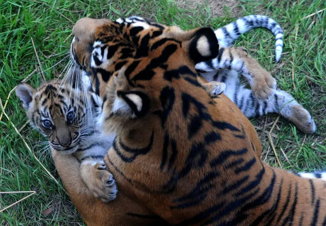 One of two Sumatran tiger cubs recently born at ZSL London Zoo, not yet sexed or named, plays with its mother, Melati, in the Tiger World enclosure on September 2, 2016. (Photo by Nick Ansell/PA Wire)