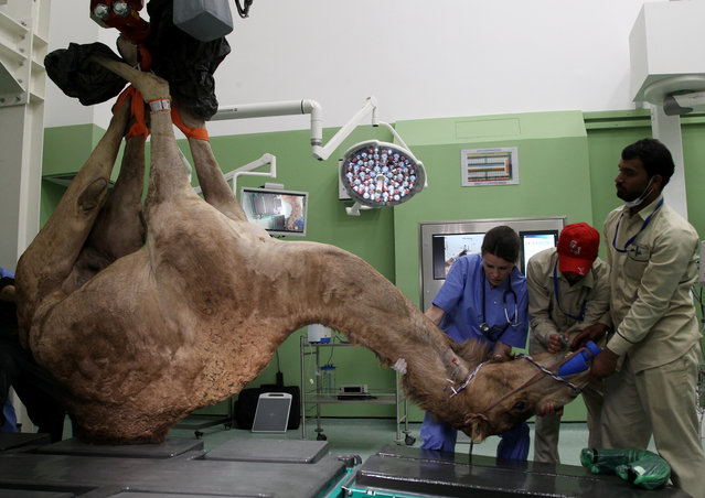 A camel is seen as he is being brought for the foot surgery at the Dubai Camel Hospital in Dubai, UAE, December 11, 2017. (Photo by Satish Kumar/Reuters)