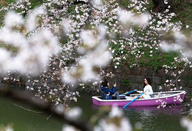 Visitors take pictures on a boat next to cherry blossoms in nearly full bloom at Chidorigafuchi park in Tokyo, Japan on March 31, 2025. (Photo by Manami Yamada/Reuters)