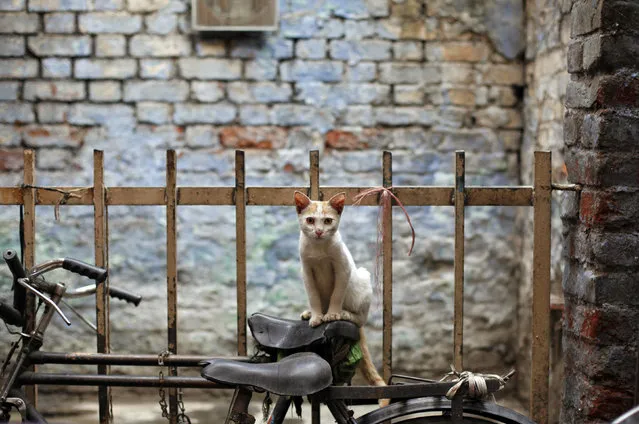 A stray cat sits perched on a bicycle parked in an alley in the old quarters of Delhi September 22, 2013. (Photo by Mansi Thapliyal/Reuters)