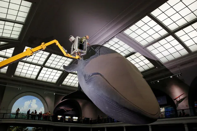 Trenton Duerksen, an exhibition maintenance manager, cleans a 94-foot-long blue whale model at the American Museum of Natural History in Manhattan, New York, U.S. September 7, 2016. (Photo by Shannon Stapleton/Reuters)