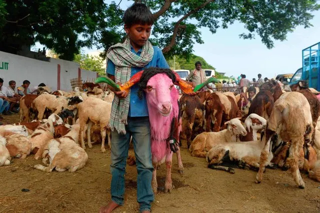 A young livestock vendor displays his sheep at a make-shift market set up ahead of the Muslim festival of Eid al-Adha in Chennai, India on August 11, 2019. Muslims across the world are preparing to celebrate the annual festival of Eid al-Adha, or the Festival of Sacrifice, which marks the end of the Hajj pilgrimage to Mecca and in commemoration of Prophet Abraham's readiness to sacrifice his son to show obedience to God. (Photo by Arun Sankar/AFP Photo)