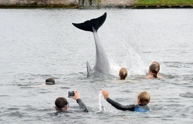 In this September 11, 2016 picture  people take pictures of a dolphin  near Kiel, Germany. The dolphin is delighting bathers in northern Germany, but authorities are warning people not to get too close to the animal. The mammal appeared in Kieler Foerde inlet several days ago and has been swimming in and out of a canal that connects the Baltic Sea to the North Sea. Bathers have been swimming out to touch the dolphin, but police are warning that the animal may feel harassed by this and that swimmers mustn't get in the way of ships using the canal. (Photo by Thomas Eisenkraetzer/DPA via AP Photo)