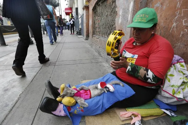 A woman with a kitten on her lap plays the tambourine while asking for money at a street in downtown Lima, November 14, 2014. (Photo by Mariana Bazo/Reuters)