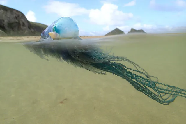 A Portuguese man o’ war. Record numbers of the potentially fatal creature have washed up on the Cornish coastline, causing lifeguards to close a beach and issue safety advice. (Photo by Cornwall Wildlife Trust/PA Wire)