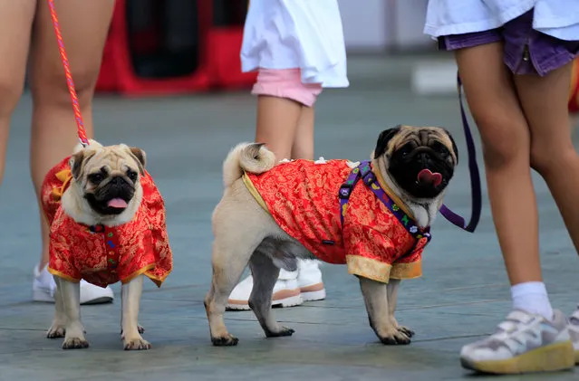 Pet lovers display their dogs wearing Chinese cheongsams during Year of the Dog celebrations for the Chinese Lunar New Year in Metro Manila, Philippines February 16, 2018. (Photo by Romeo Ranoco/Reuters)