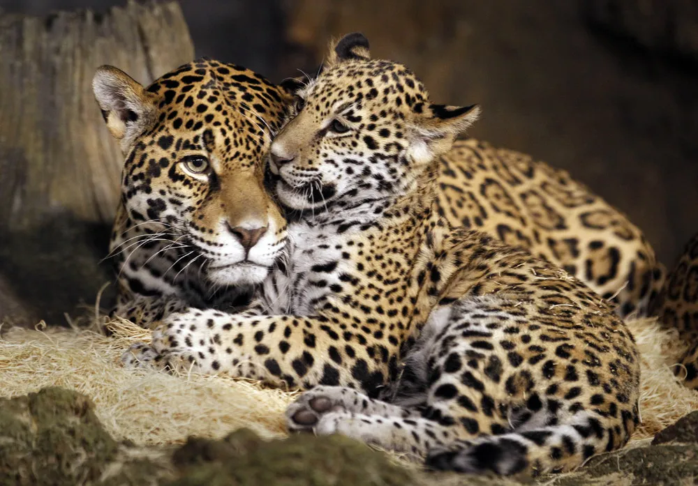 Baby Jaguars Are Named at the Zoo