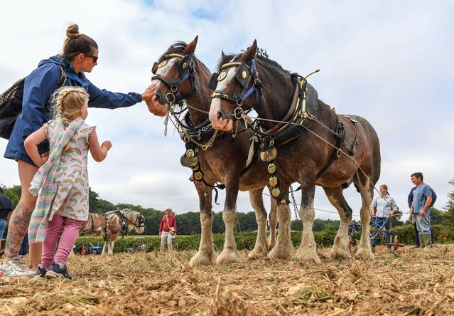 Shire horses at the Wessex Historic Tractor and Implement Club’s Tracks Across The Field annual ploughing competition at Froxfield in Hampshire, UK on August 16, 2025. (Photo by Paul Jacobs/Picture Exclusive)