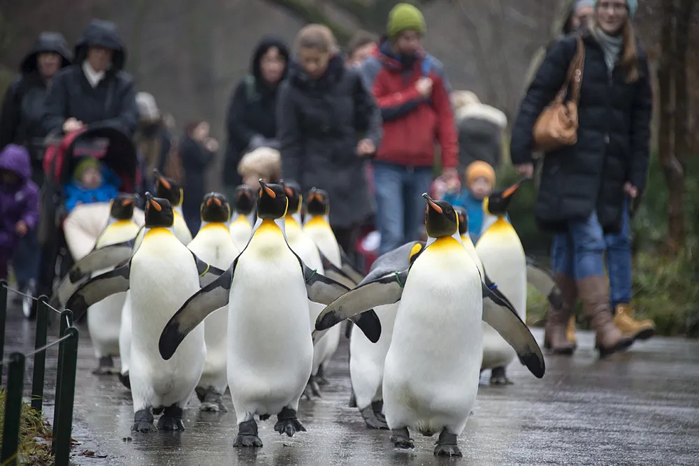 The Week in Pictures: Animals, December 13 – December 20, 2014