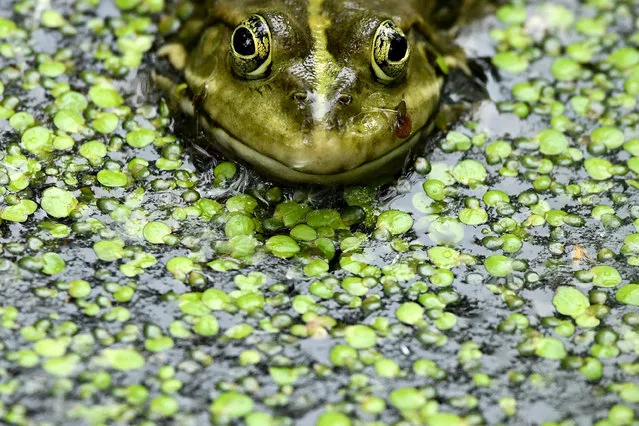 A frog is pictured in a pond in a park in Moscow, Russia on May 25, 2019. (Photo by Kirill Kudryavtsev/AFP Photo)