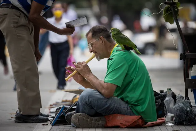 A man with a parrot plays the flute on a street in Caracas, Venezuela, 03 March 2023. (Photo by Miguel Gutiérrez/EPA)