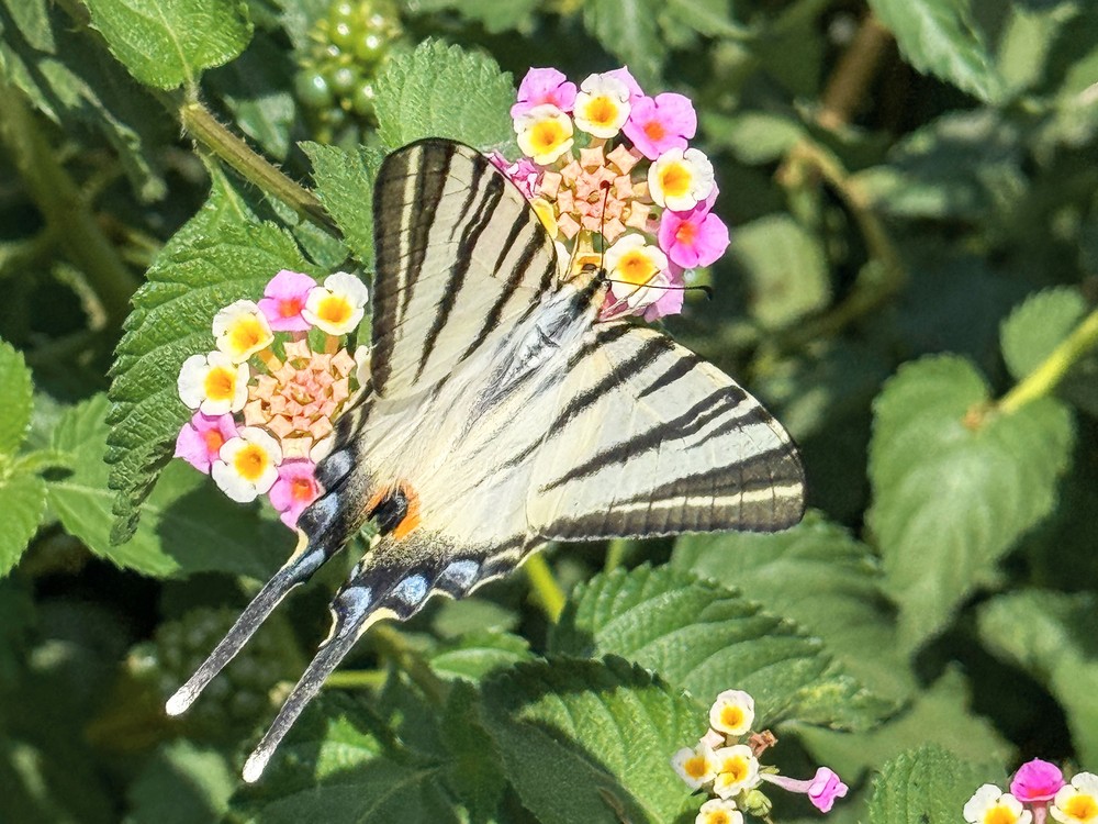 Some Photos: Insects