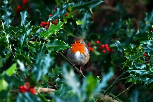 A robin sits on a holly branch at the RSPB's Loch Leven nature reserve, on December 2, 2020 in Kinross, Scotland. (Photo by Ken Jack/Getty Images)