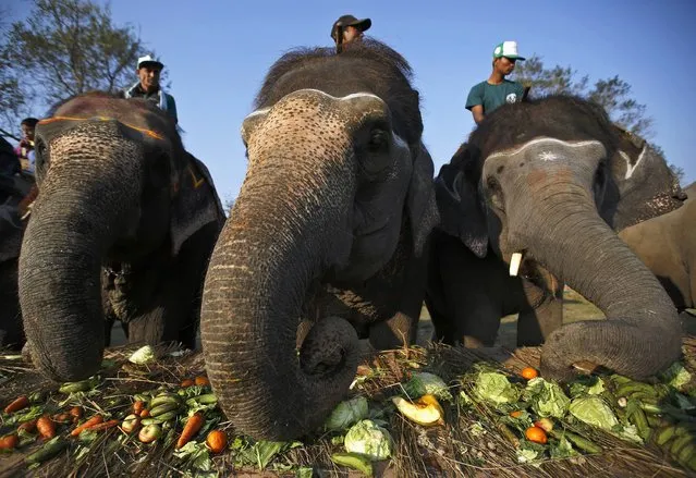 Elephants feed at a feast during the Elephant Festival event at Sauraha in Chitwan, south of Kathmandu December 27, 2014. (Photo by Navesh Chitrakar/Reuters)