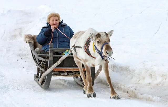 Norwegian Prime Minister Erna Solberg rides on a deer sledge during her visit in Alta, Norway April 30, 2018. (Photo by Alf Ove Hansen/Reuters/NTB Scanpix)