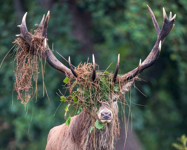 Stags in Richmond Park, southwest London early November 2025, woo potential mates during the rutting season with their antlers covered in bracken to look more impressive and discourage rivals. (Photo by Felix Belloin/Solent News & Photo Agency)