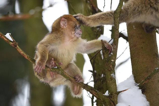 An eight-month-old baby monkey (l) is hit by its sibling on January 2, 2015 at the “Monkey Mountain” zoo in Salem, Germany. (Photo by Felix Kästle/AFP Photo/DPA)