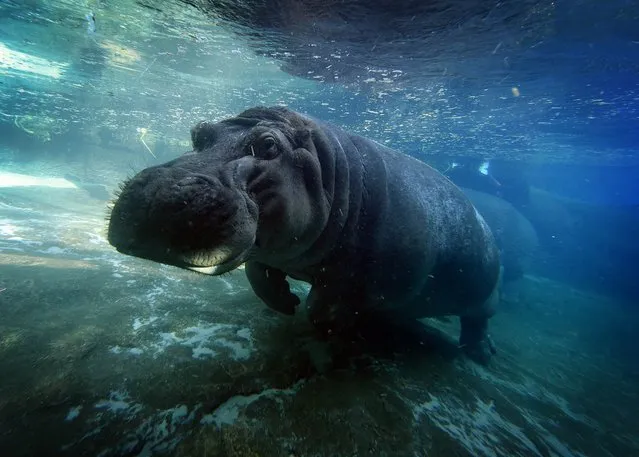 A hippopotamus also known as the common hippo swims in its enclosure at the San Diego Zoo, California on January 13, 2015.  The name hippopotamus comes from the ancient Greek for “river horse”. Hippos can be very aggressive towards humans. (Photo by Mark Ralston/AFP Photo)