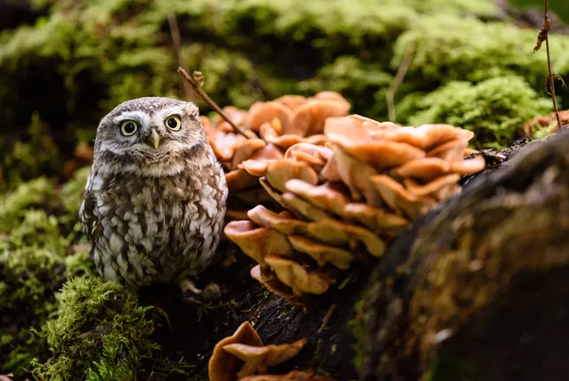 A captive little owl (Athene noctua) sits among some woodland mushrooms, Yorkshire, UK on November 4, 2016. (Photo by Jed Wee/Rex Features/Shutterstock)