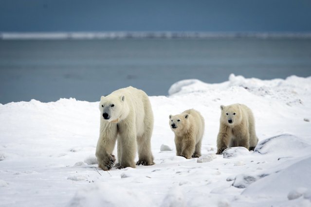This handout photo realeased by Polar Bears International on December 17, 2025, shows a wild female polar bear and her two cubs, one of whom she adopted, at Hudson Bay in Churchill, Manitoba, Canada, on November 11, 2025. Researchers in northern Canada have observed a rare case of polar bear adoption, capturing video footage of a wild female bear caring for a cub that was not her own. “Cub adoption is relatively rare in polar bears. We've documented 13 cases in our study population over the last 45 years”,"said Evan Richardson, a scientist with Canada's ministry for environment and climate change. (Photo by Handout/Polar Bears International/AFP via Getty Images)