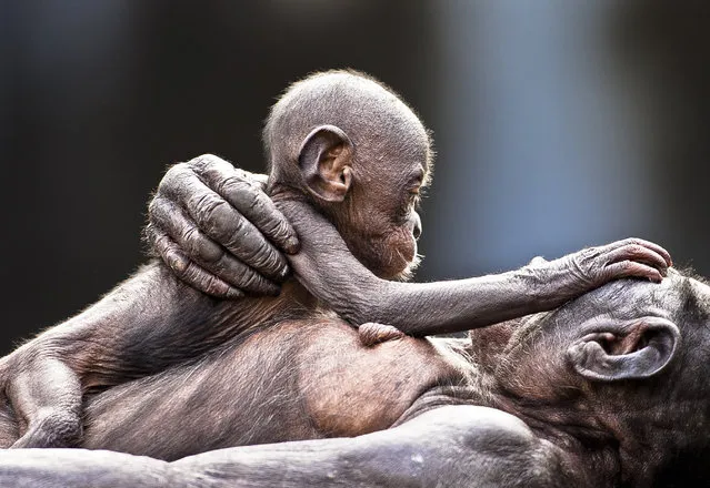 “Love Bonobo Style!” This hairless baby Bonobo looks for affection from it's mother at the Jacksonville Zoo in Florida. The hair loss is due to over grooming from being in captivity. (Photo and caption by Graham McGeorge/National Geographic Traveler Photo Contest)