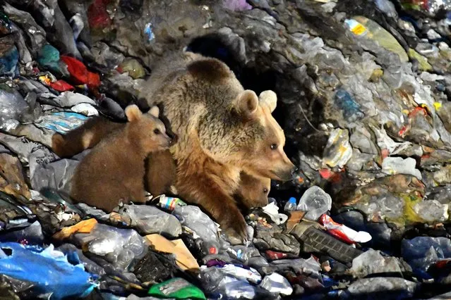 A grizzly bear and her cubs seeking food in a landfill in in Kars, Turkiye on June 07, 2023. (Photo by Huseyin Demirci/Anadolu Agency via Getty Images)