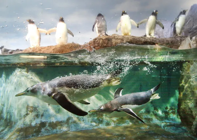 Two penguins swim in their pool while others stand outside the water in their enclosure in the zoo in Frankfurt, Germany, Monday, December 7, 2015. (Photo by Michael Probst/AP Photo)