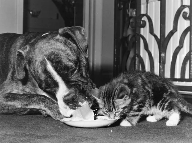 Domestic bliss, a boxer and kitten share a saucer of milk. 13th September 1972. (Photo by Evening Standard/Getty Images)