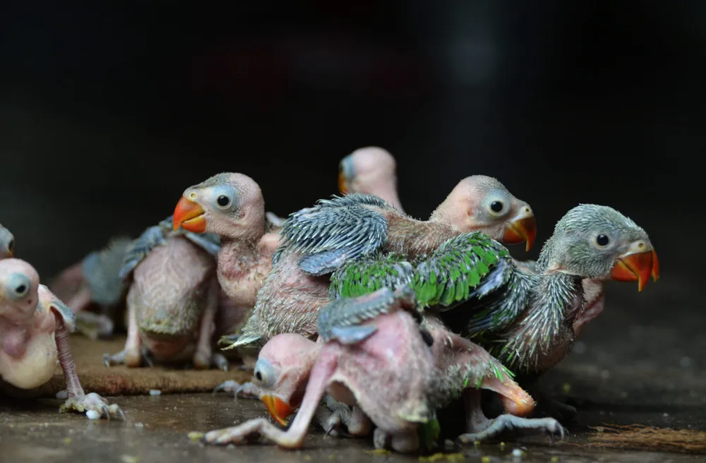 Hunting for Baby Parrots in India