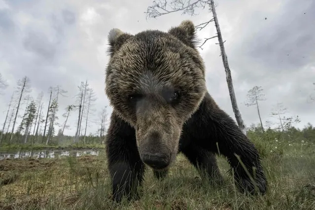 A brown bear (Ursus arctos) looks for food in the Finnish taiga in Hukkajarvi area, Eastern Finland, near Russian border, on July 4, 2023. (Photo by Olivier Morin/AFP Photo)