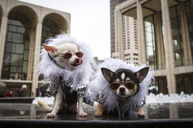 (L-R) Chihuahuas Kimba and Bogie wear doggy fashion at the Lincoln Center for the Performing Arts during New York Fashion Week February 14, 2015. Owner Anthony Rubio designs clothing for dogs and brought the Chihuahuas to Fashion Week. (Photo by Andrew Kelly/Reuters)