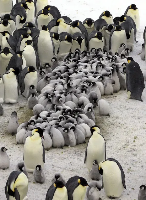 Emperor penguin chicks huddle for warmth. (Photo by Frederique Oliver/Caters News)