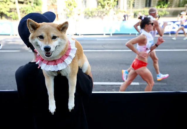 A dog is seen during the women's 35k race walk final during the World Athletics Championships in Budapest on August 24, 2023. (Photo by Bernadett Szabo/Reuters)