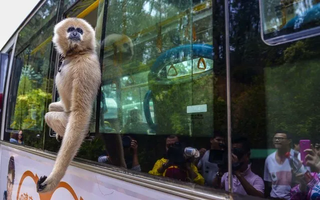 A gibbon named Lele looks out of a window on a bus which travels to the Yunnan Wildlife Park in Kunming, on September 25, 2013. The new bus line to the park began its trial run accompanied by some animal stars from the park as a promotional campaign (Photo by China Daily)