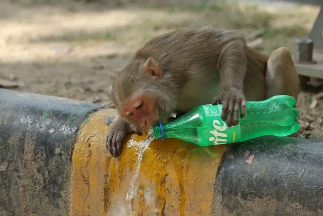 A monkey drinks an aerated drink on a pavement ahead of the G20 Summit in New Delhi, India on September 4, 2023. (Photo by Anushree Fadnavis/Reuters)