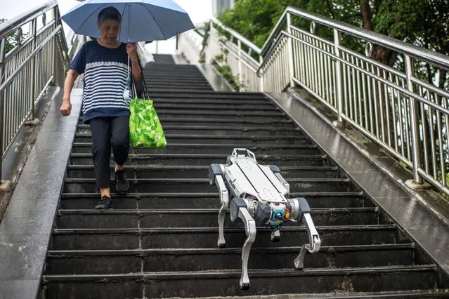 This picture taken on September 22, 2023 shows a demonstration of DEEP Robotics' X30 robot dog walking down steps on a pedestrian walkway at the 2022 Asian Games host city Hangzhou, in China's eastern Zhejiang province. From autonomous bug zappers to android pianists and driverless ice cream trucks, machines rule the world, at least at China's Asian Games. Host city Hangzhou is the unofficial home of China's tech industry and robots and other mind-boggling gadgets are set to serve, amuse and police visitors. (Photo by Philip Fong/AFP Photo)