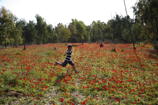 Israelis walk during the annual 'Red South' festival at Shokeda forest near the border with Gaza, southern Israel, February 5, 2016. Thousands of Israelis attend the festival during the weekend to see the red anemones flowering. (Photo by Abir Sultan/EPA)