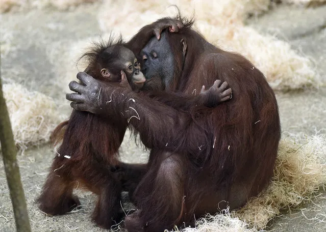 In this March 18, 2015 photo provided by the Chicago Zoological Society, Kecil, a 1-year-old orangutan, hugs his surrogate mom, Maggie, at Brookfield Zoo's Tropic World in Brookfield, Ill. Since his arrival in June 2014, Kecil has been behind the scenes bonding with Maggie, as well as developing the skills he'll need before having access to the habitat in Tropic World. (Photo by Jim Schulz/AP Photo/Chicago Zoological Society)