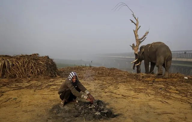 An Indian man warms his hand near a bonfire as a domesticated elephant is chained to a tree in New Delhi, India, Tuesday, February 9, 2016. Tamed elephants in India are used in for cultural and ceremonial processions and to carry heavy logs. (Photo by Altaf Qadri/AP Photo)