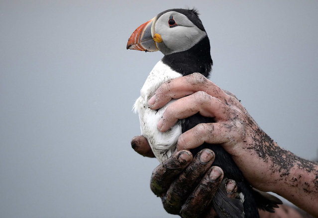 Rangers remove a puffin from its burrow on the Farne Islands off the Northumberland coast, northern England May 15, 2013. (Photo by Nigel Roddis/Reuters)