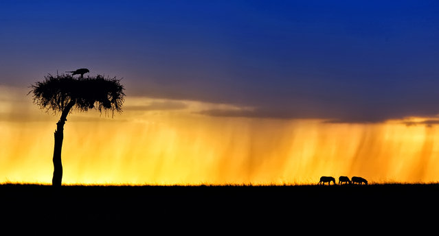 Using his camera skills, Marc meters the background sky in order to achieve the beautiful black silhouettes of the wildlife, Africa, 2010-2016. A photographer has travelled around Africa for six years to capture striking silhouettes of lions, giraffes and birds. Australian wildlife photographer, Marc Mol took the series of pictures in various areas of Africa; including Botswana and Kenya to Tanzania and Zambia. Whether grazing, hunting or resting, the animals' daily activities are transformed into something majestic when cast against golden evenings and pink dawns. (Photo by Marc Mol/Barcroft Images)