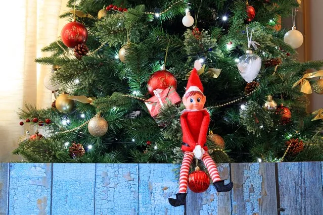 Mischievous Elf on the shelf sat on a Christmas tree branch holding a bauble. (Photo by Dean Clarke/Rex Features/Shutterstock)