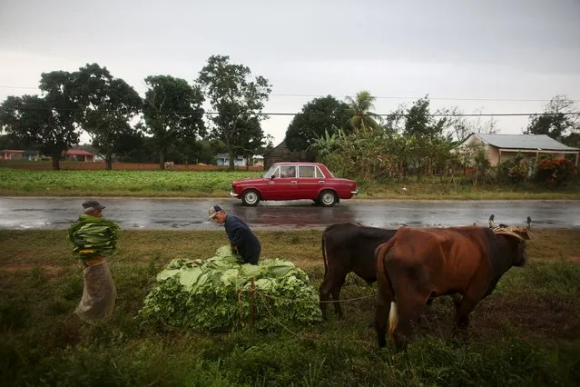 Farmers Andre Alvares, 60, and Javier Sancho (L), 47, load a cart with fresh tobacco leaves to be taken to a curing barn at a tobacco farm in Cuba's western province of Pinar del Rio January 26, 2016. (Photo by Alexandre Meneghini/Reuters)