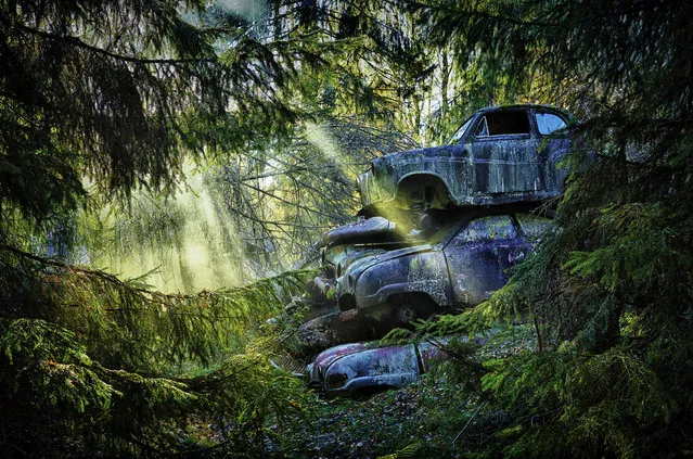 Leaves and forest foliage claim abandoned motors at makeshift car graveyards. German photographer Dieter Klein travels the world to find vintage automobiles left to rust in leafy forests and fields. Here: Part of the sculpture park which contains 50 cars, 2012, Sweden. (Photo by Dieter Klein/Barcroft Media)