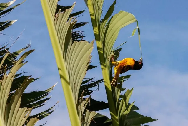 A Village Weaver (Black-headed Weaver) pulls a strip of leaf from a banana tree to build a nest in Thies, Senegal on August 28, 2021. (Photo by Zohra Bensemra/Reuters)