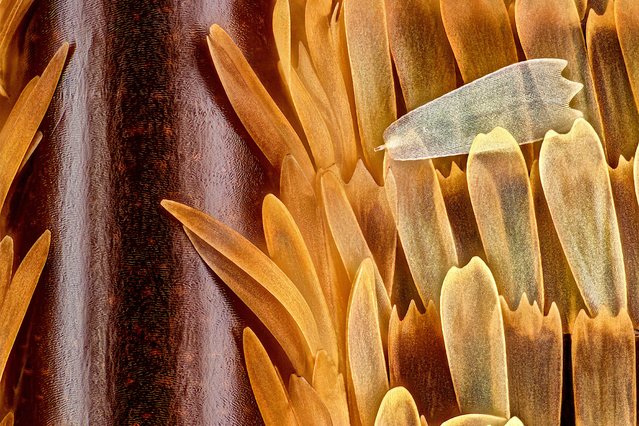 10th place: vein and scales on a butterfly wing (Morpho didius) (20x objective lens magnification). (Photo by Sébastien Malo/Nikon Small World Photomicrography 2021)