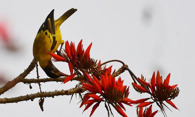 An Oriol bird extracts honey from Modar flowers on the outskirts of Guwahati, India, 22 February 2019. Modar trees are in full bloom, with their bright red flowers transforming the surrounding into a tapestry of colour. Modar flowers herald the advent of spring in north east India. These seasonal flowers attract a variety of wild birds and honeybees. (Photo by EPA/EFE/Stringer)