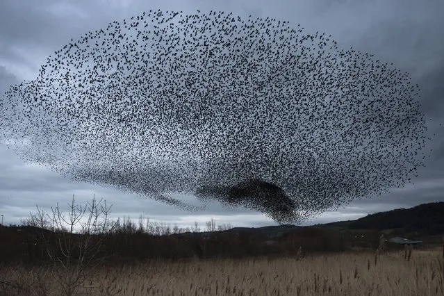 A starling murmuration ascends over RSPB Conwy, Wales UK on March 6, 2016. Most of the birds will soon return to mainland Europe, Scandinavia and Russia after spending the winter at the site. (Photo by Richard Bowler/Rex Features/Shutterstock)
