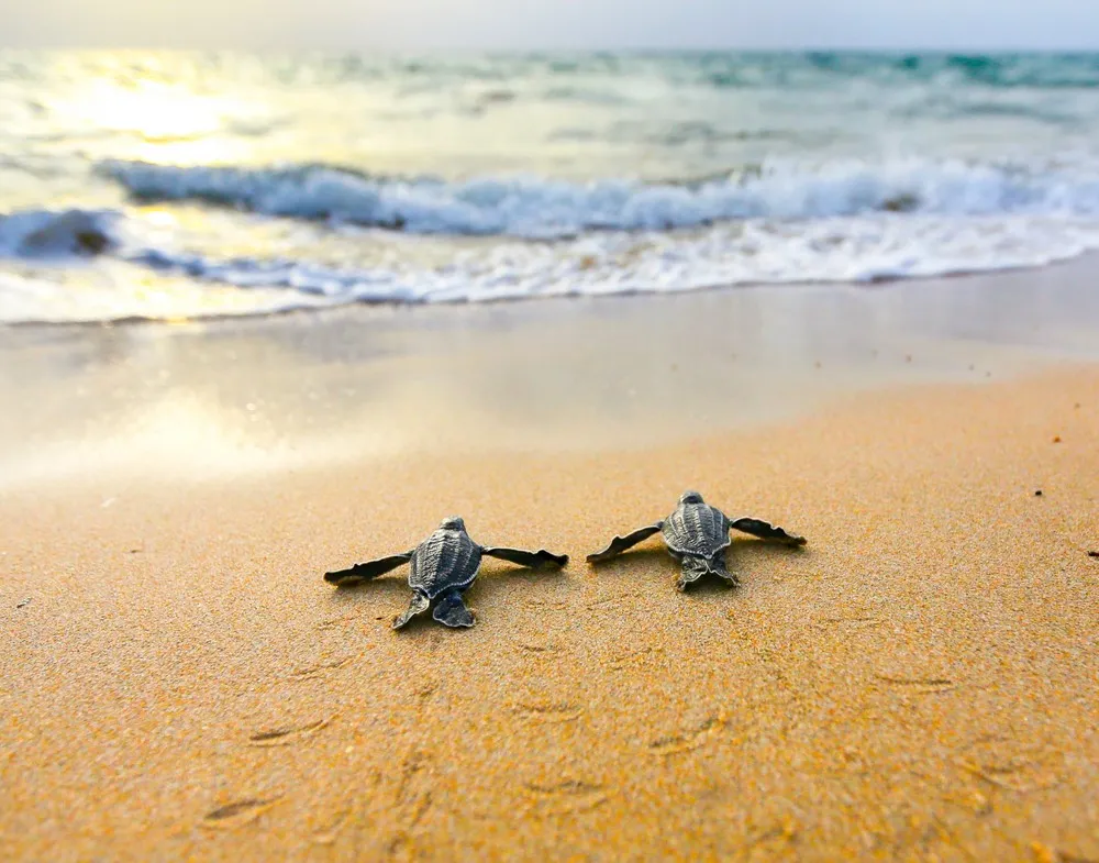 13th Annual Smithsonian Photo Contest Finalists